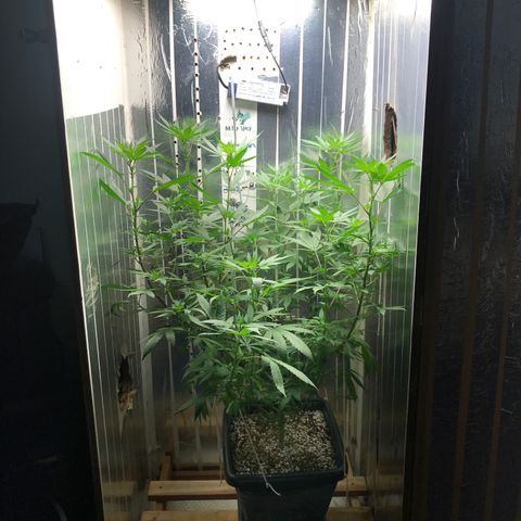 Primeira 24k growlog timeline photo