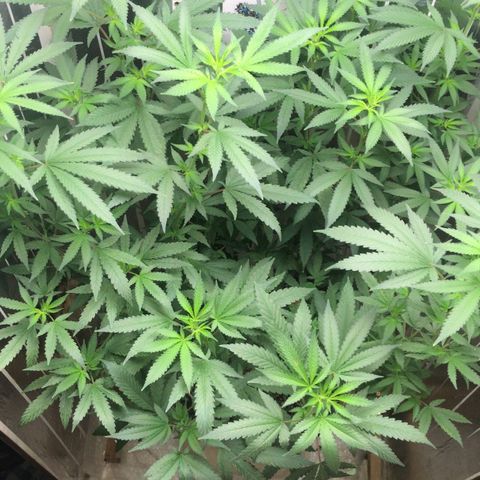 Primeira 24k growlog timeline photo