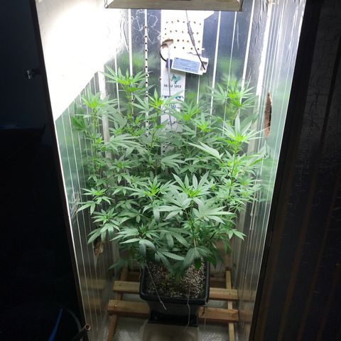 Primeira 24k growlog timeline photo