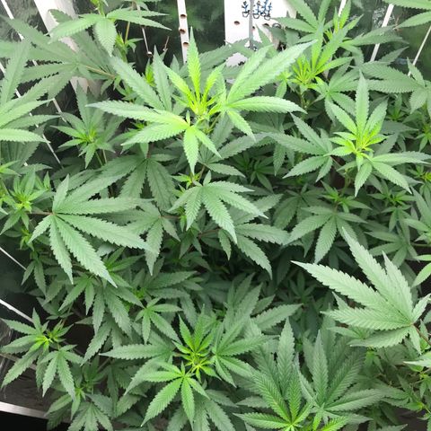 Primeira 24k growlog timeline photo
