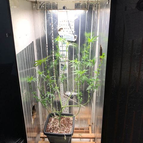 Primeira 24k growlog timeline photo