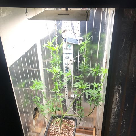 Primeira 24k growlog timeline photo