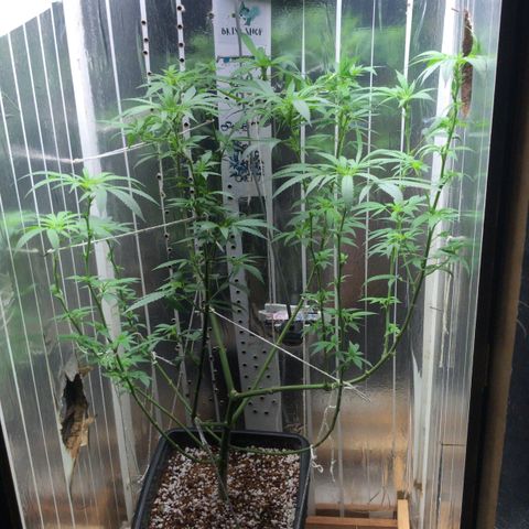 Primeira 24k growlog timeline photo