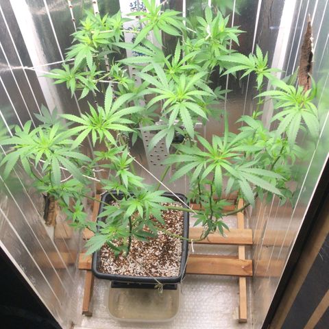 Primeira 24k growlog timeline photo