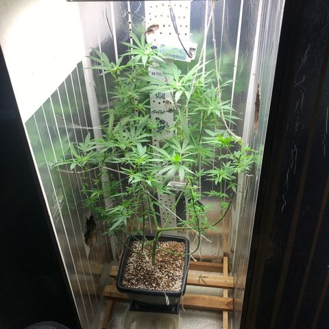 Primeira 24k growlog photo: Não reguei hoje, tempo muito umido