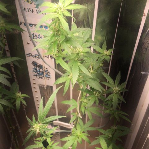 Primeira 24k growlog photo: Poda folhas feias e grandes limpei mais a canela 