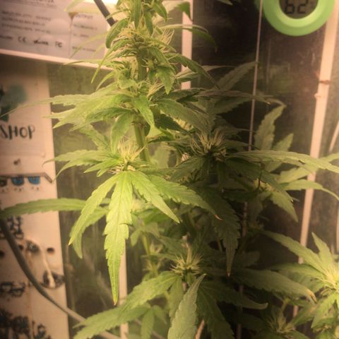 Primeira 24k growlog photo: Poda folhas feias e grandes limpei mais a canela 