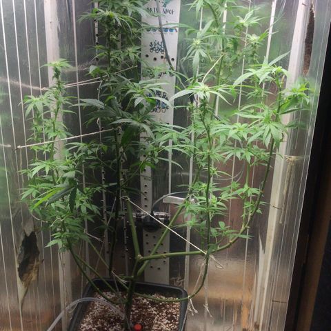 Primeira 24k growlog photo: Poda folhas feias e grandes limpei mais a canela 