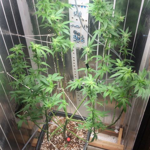 Primeira 24k growlog photo: Poda folhas feias e grandes limpei mais a canela 