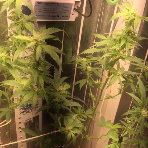 Primeira 24k growlog photo: Poda folhas feias e grandes limpei mais a canela 