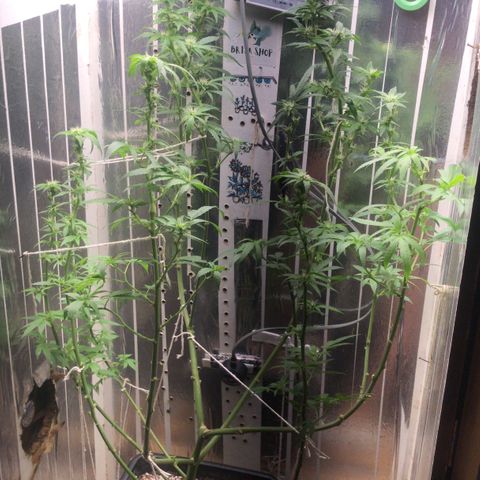 Primeira 24k growlog photo: Poda folhas feias e grandes limpei mais a canela 