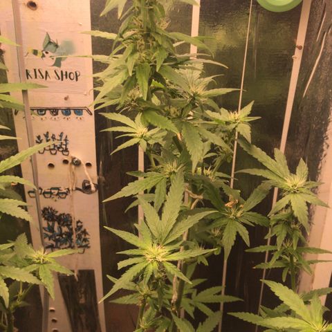 Primeira 24k growlog timeline photo