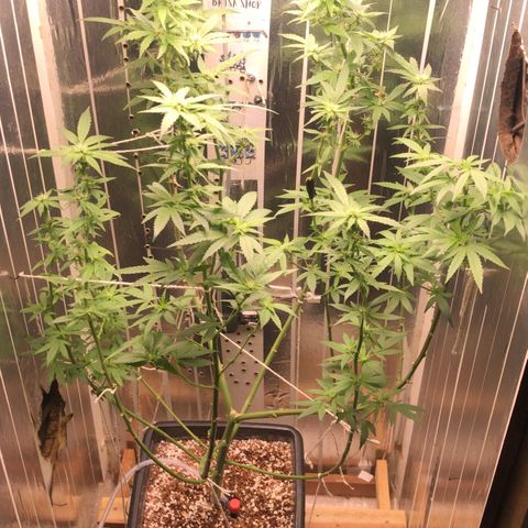 Primeira 24k growlog timeline photo