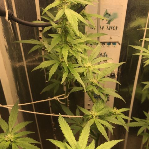 Primeira 24k growlog timeline photo