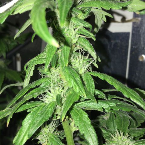Primeira 24k growlog timeline photo