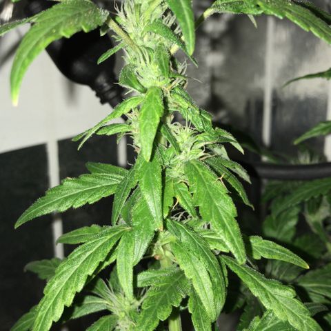 Primeira 24k growlog timeline photo
