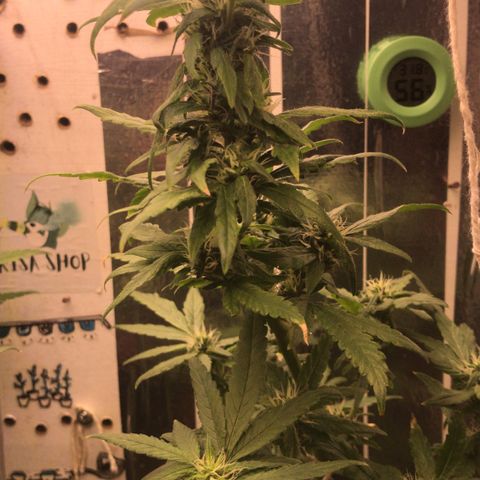 Primeira 24k growlog timeline photo