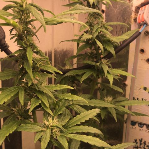 Primeira 24k growlog timeline photo