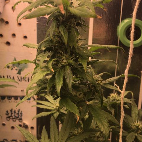 Primeira 24k growlog timeline photo