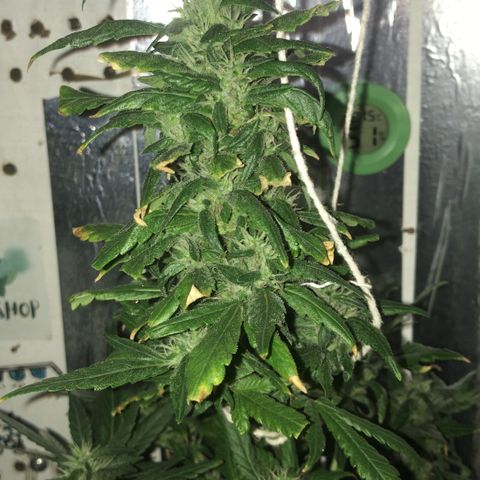Primeira 24k growlog timeline photo