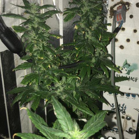 Primeira 24k growlog timeline photo