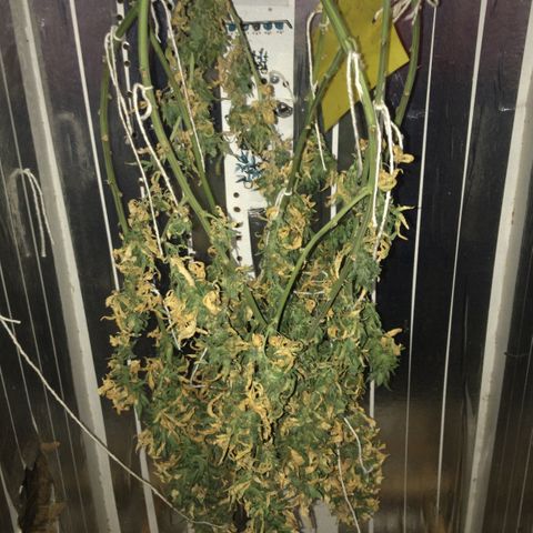 Primeira 24k growlog photo: 2 dias secando 