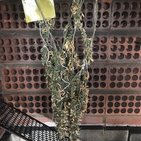 Primeira 24k growlog timeline photo