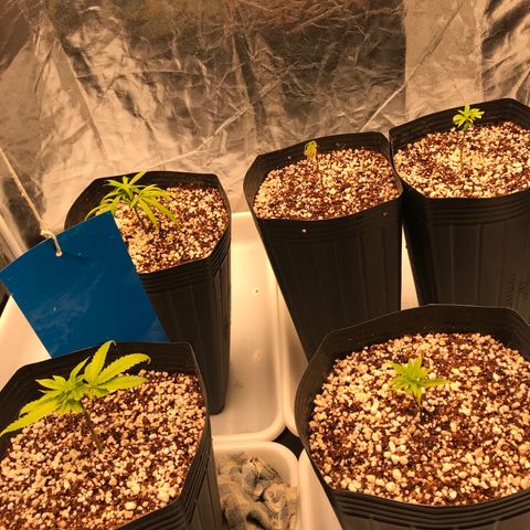 24 Tangie 2 growlog timeline photo