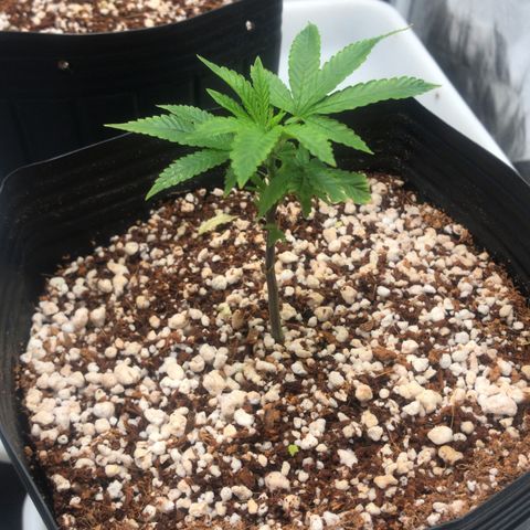 24 Tangie 2 growlog timeline photo