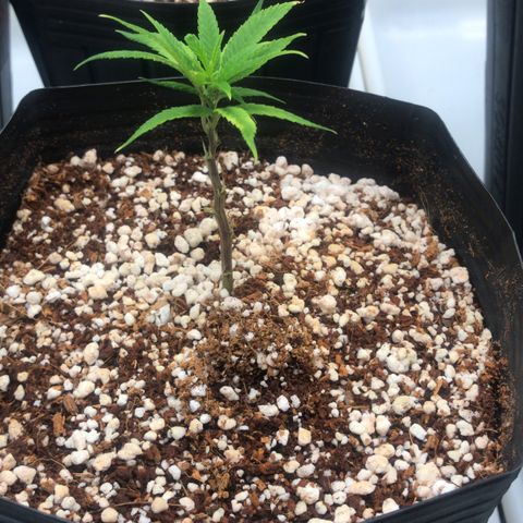 24 Tangie 2 growlog timeline photo