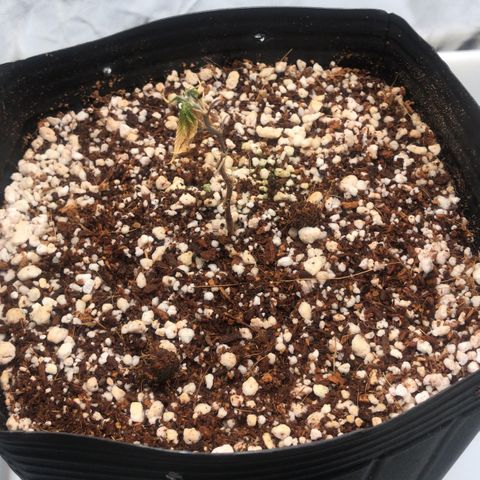 24 Tangie 2 growlog timeline photo