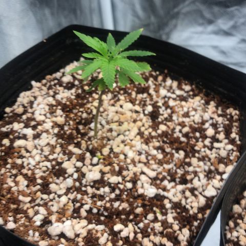 24 Tangie 2 growlog timeline photo