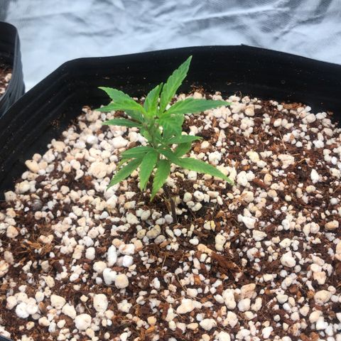 24 Tangie 2 growlog timeline photo