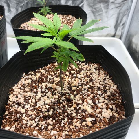 24 Tangie 2 growlog timeline photo