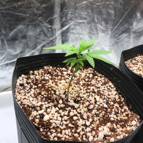 24 Tangie 2 growlog timeline photo