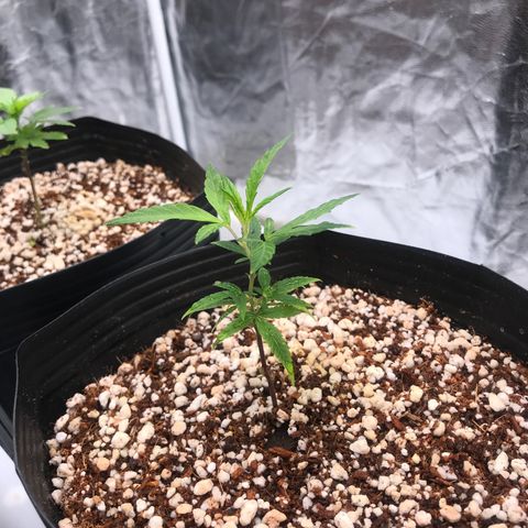 24 Tangie 2 growlog timeline photo