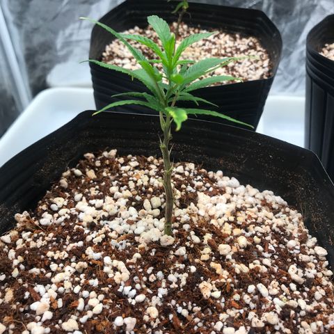 24 Tangie 2 growlog timeline photo