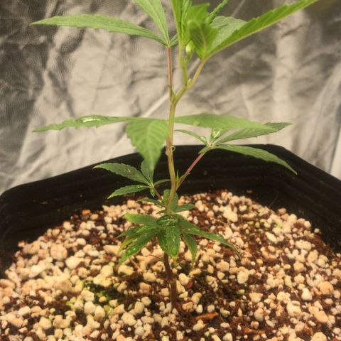 24 Tangie 2 growlog timeline photo