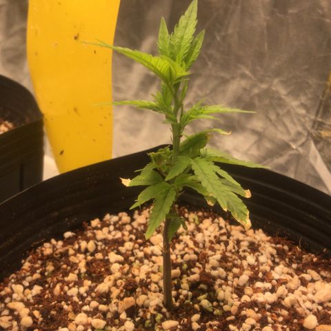 24 Tangie 2 growlog timeline photo