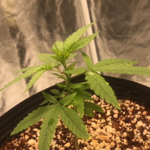 24 Tangie 2 growlog timeline photo