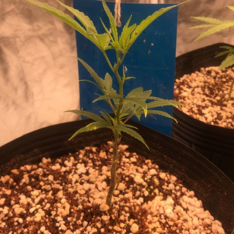 24 Tangie 2 growlog timeline photo