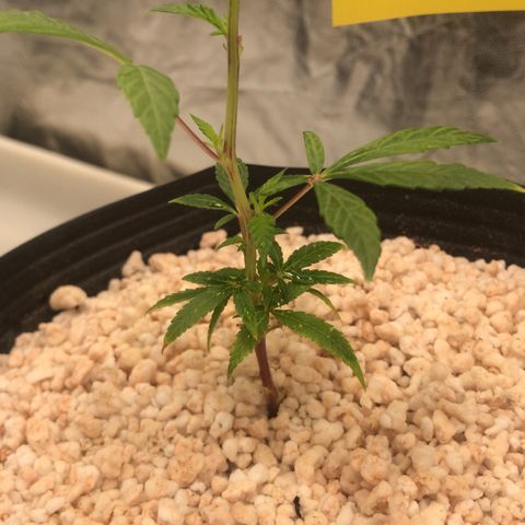 24 Tangie 2 growlog timeline photo