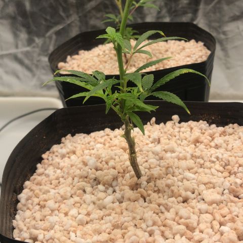 24 Tangie 2 growlog timeline photo