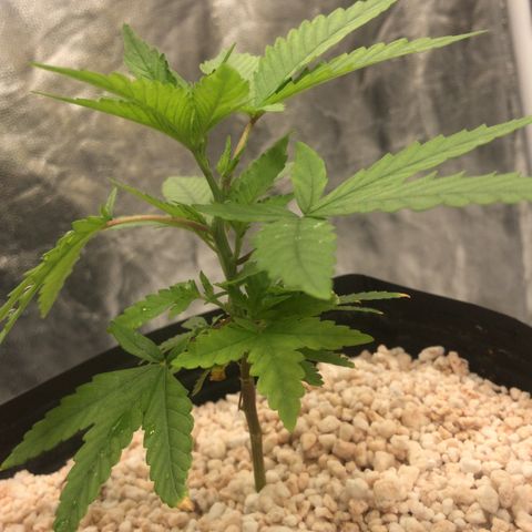 24 Tangie 2 growlog timeline photo