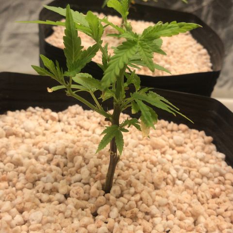 24 Tangie 2 growlog timeline photo