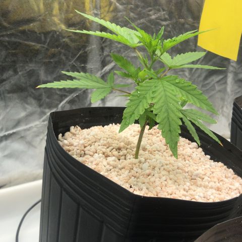 24 Tangie 2 growlog timeline photo