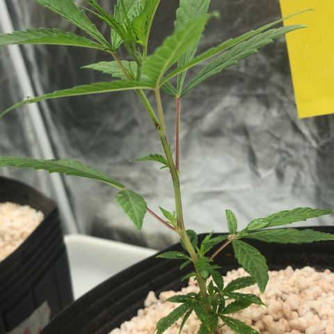24 Tangie 2 growlog timeline photo