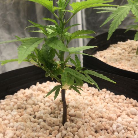 24 Tangie 2 growlog timeline photo