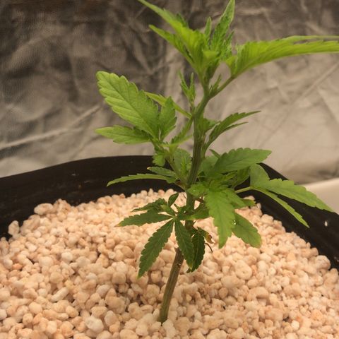 24 Tangie 2 growlog timeline photo