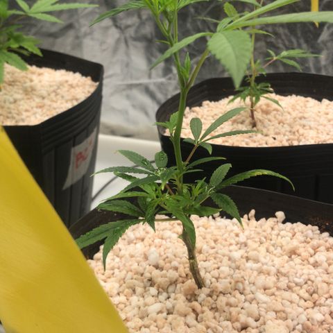 24 Tangie 2 growlog timeline photo